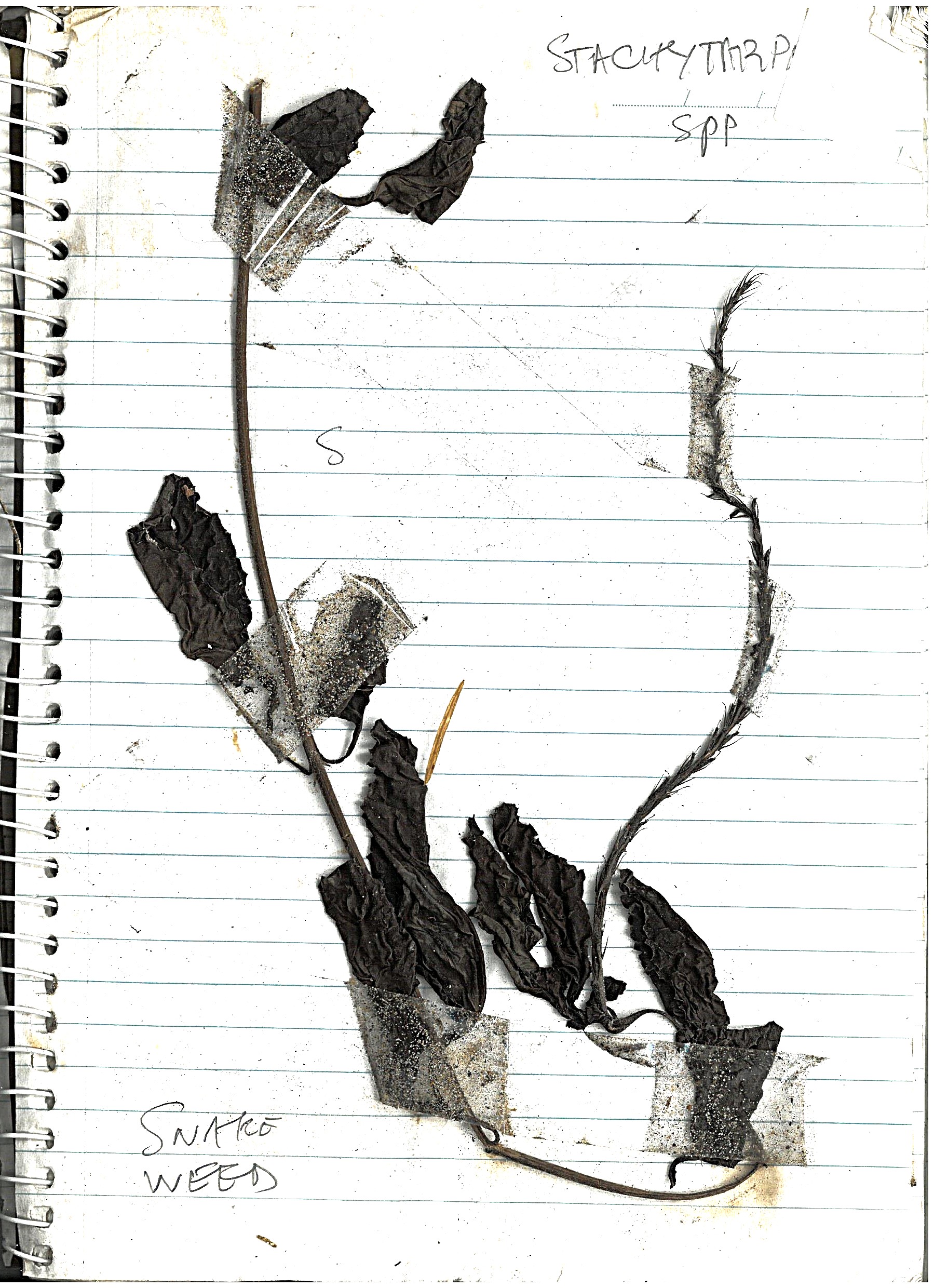 Asparagus Fern Image